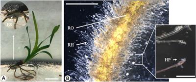 Root Hair Adhesion in Posidonia oceanica (L.) Delile Seedlings: A Numerical Modelling Approach